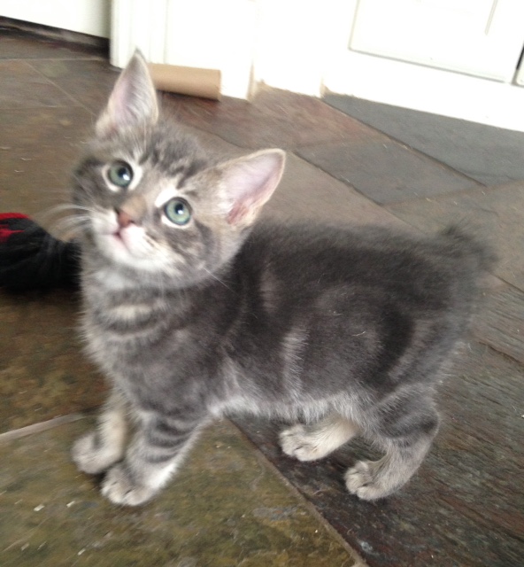 Manx Kittens