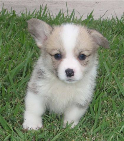 Cassie - Izzy Red Girl