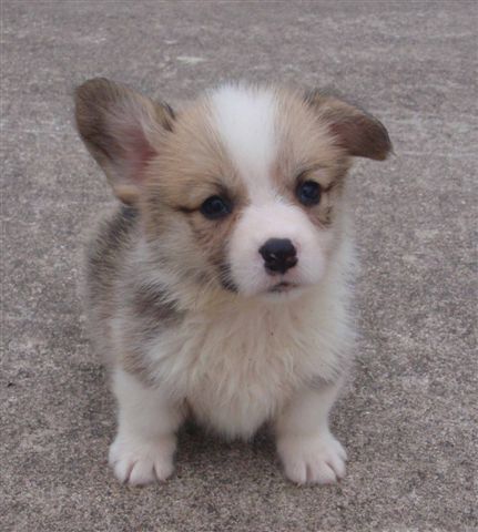 Cassie - Izzy Red Girls