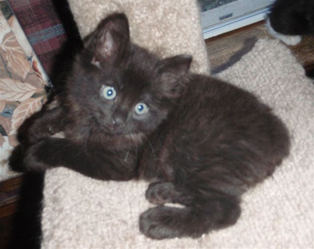 Black Male