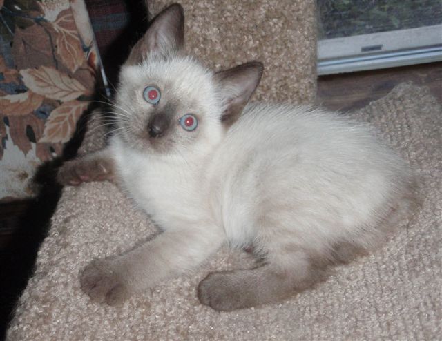 Colorpoint Female
