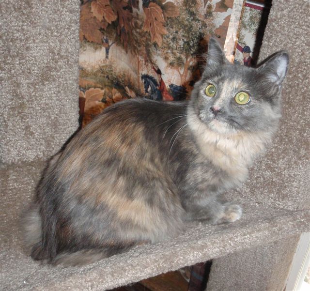 Dilute Tortie
