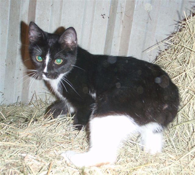 Mimi Black and White male