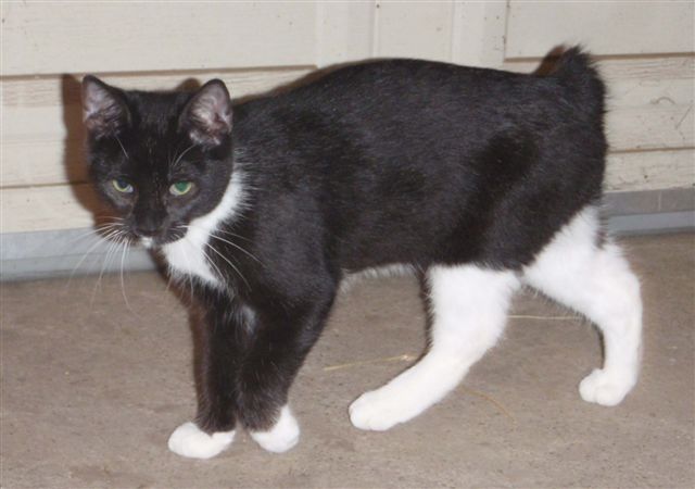 Mimi Black and White Male