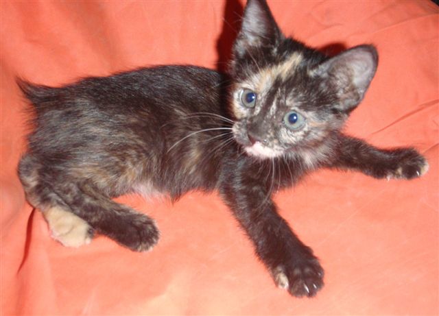 Tortoise Shell